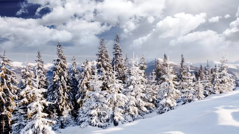 Winter Theme Preview Image