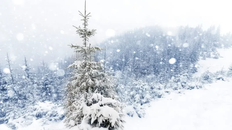 Winter Theme Preview Image