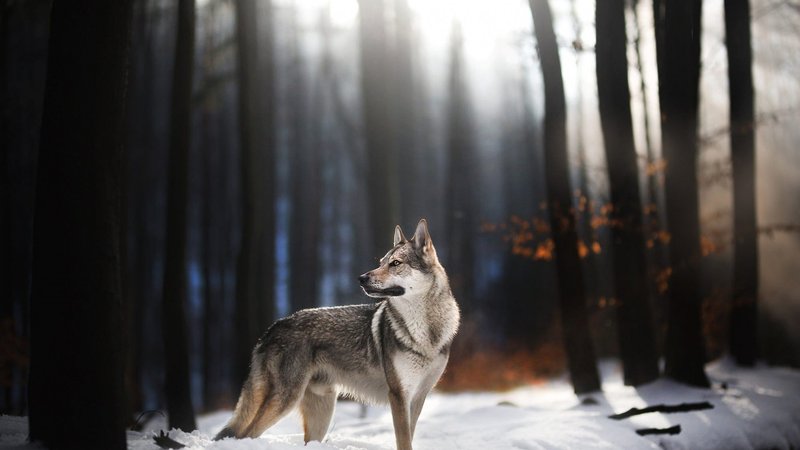 Wolfdog Theme Preview Image