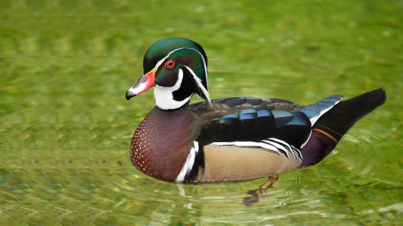 Wood Duck Theme Preview Image