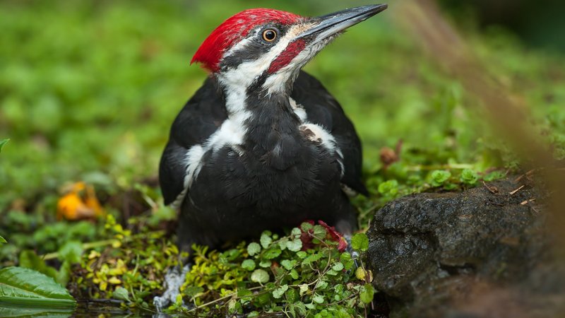 Woodpecker Theme Preview Image