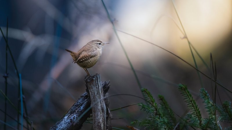 Wren Theme Preview Image
