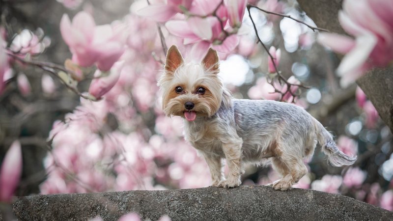 Yorkshire Terrier Theme Preview Image